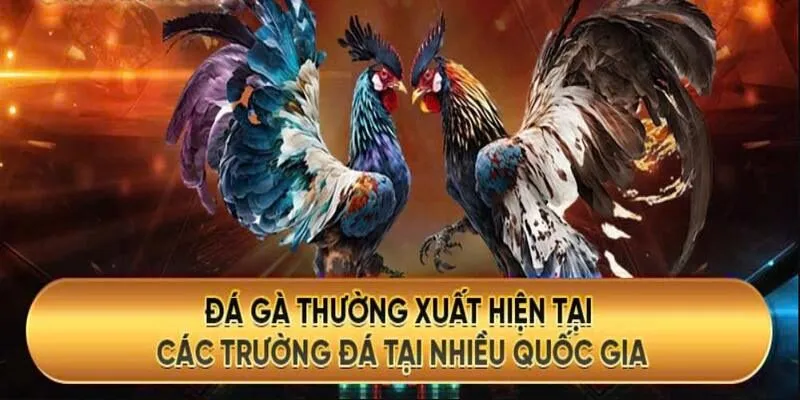 Chiến kê tung đòn cực mạnh trong sới gà AE888