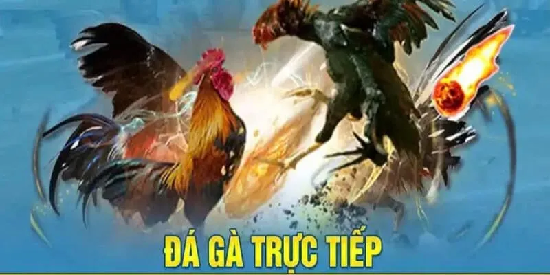Cược thủ phân tích trận đấu đá gà trực tiếp