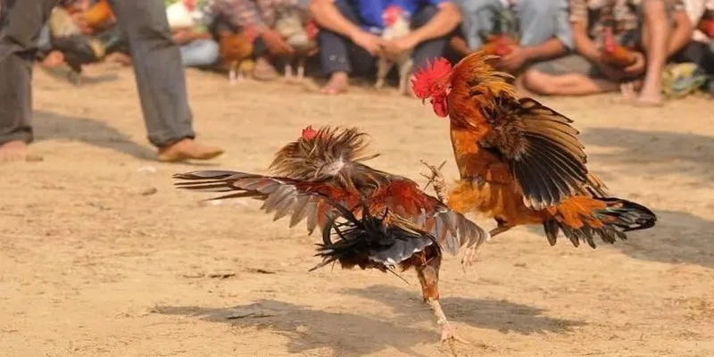 Gà chiến SUNWIN rất đỉnh